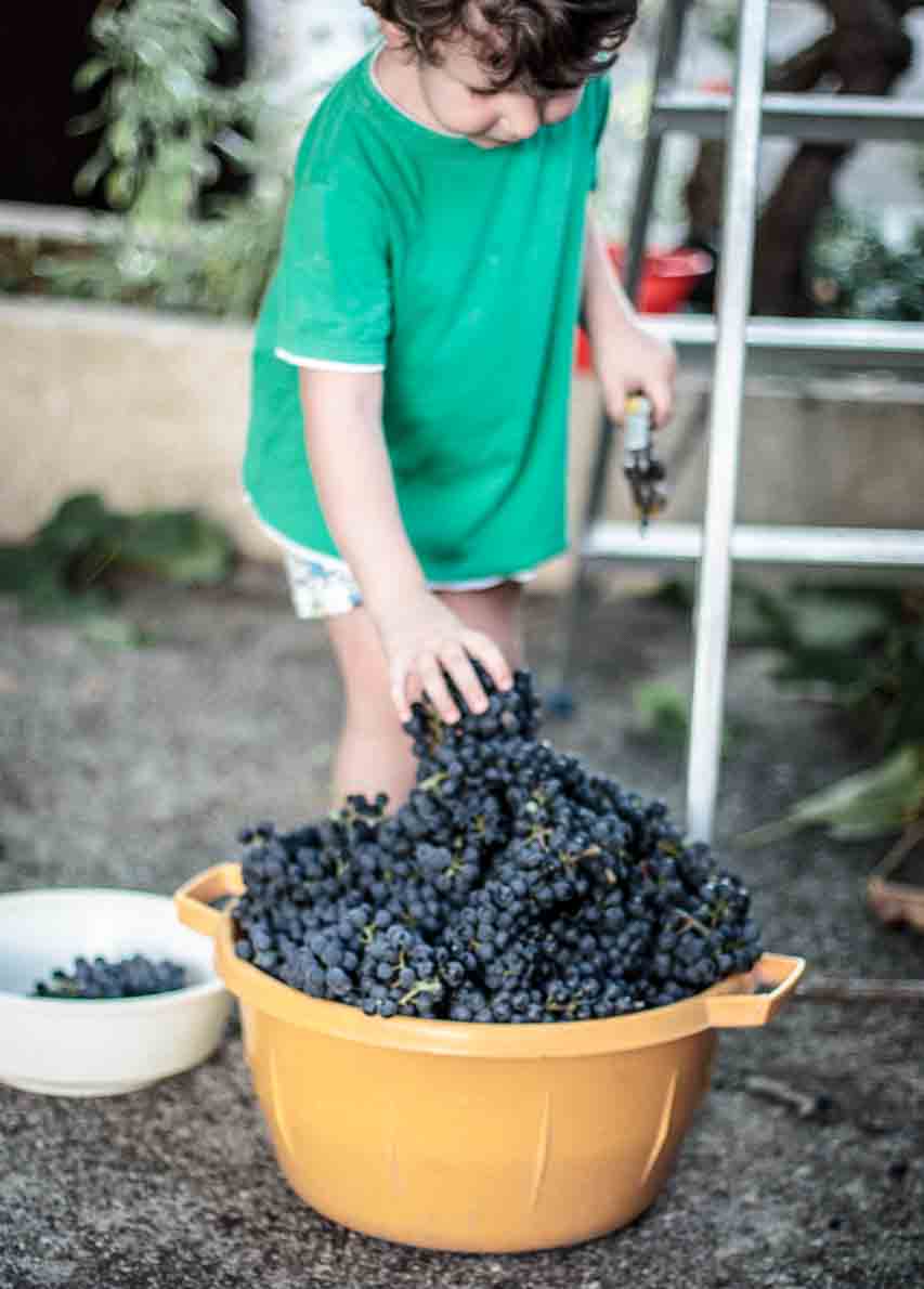 Kremast, kiselkast, zaslađen samo toliko koliko treba da se osjeća ono što je zapravo i cilj: spremiti u bocu sunčeve zrake u zrnu grožđa.